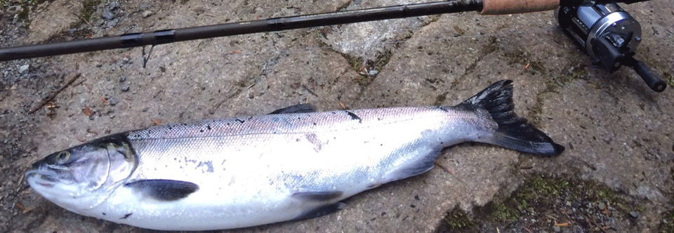 Early Capilano River Coho, No Bait Required