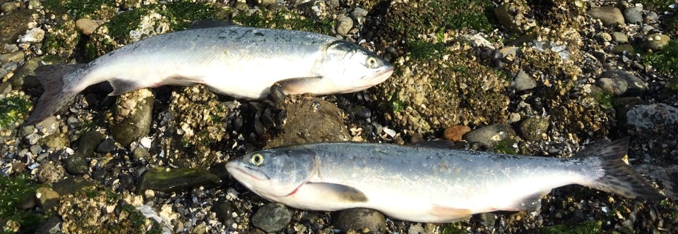 2015 Pink Season & Beach Coho