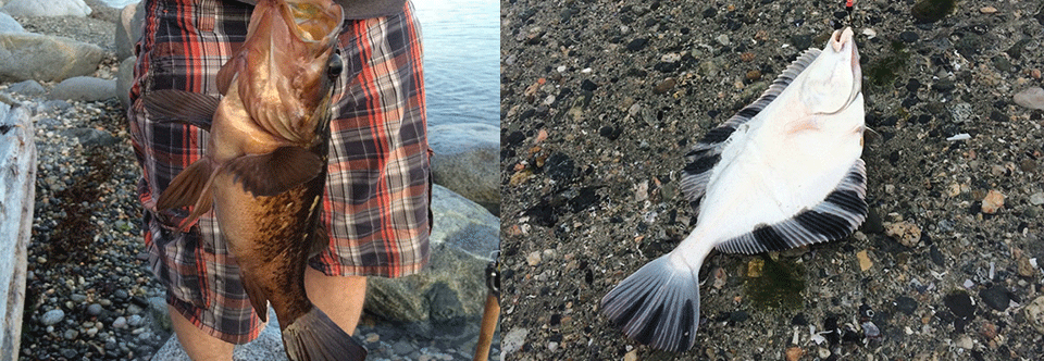 Starry Flounder & Red Rock Fish in Sechelt