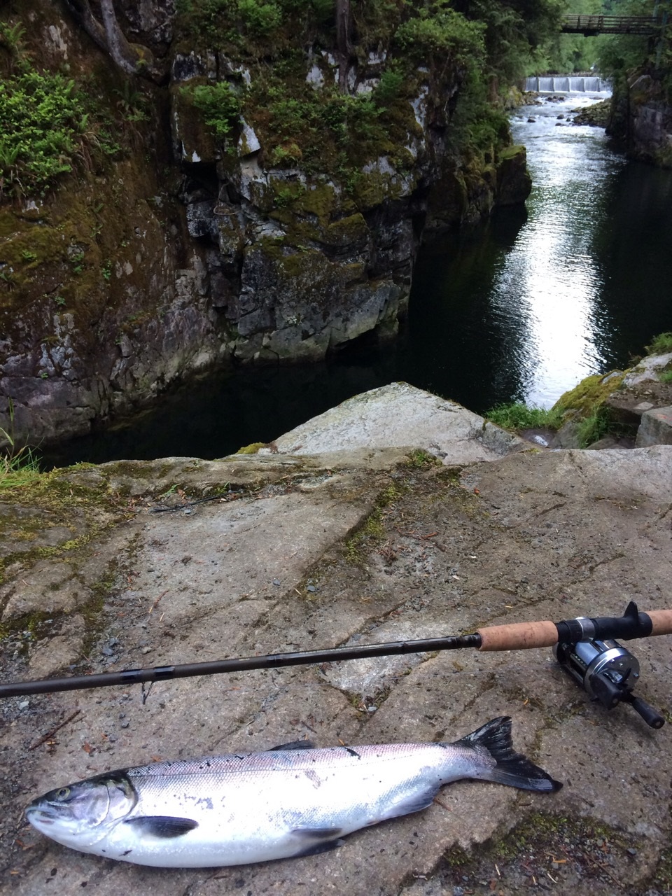 Capilano River - Coho Capilano Coho Gear