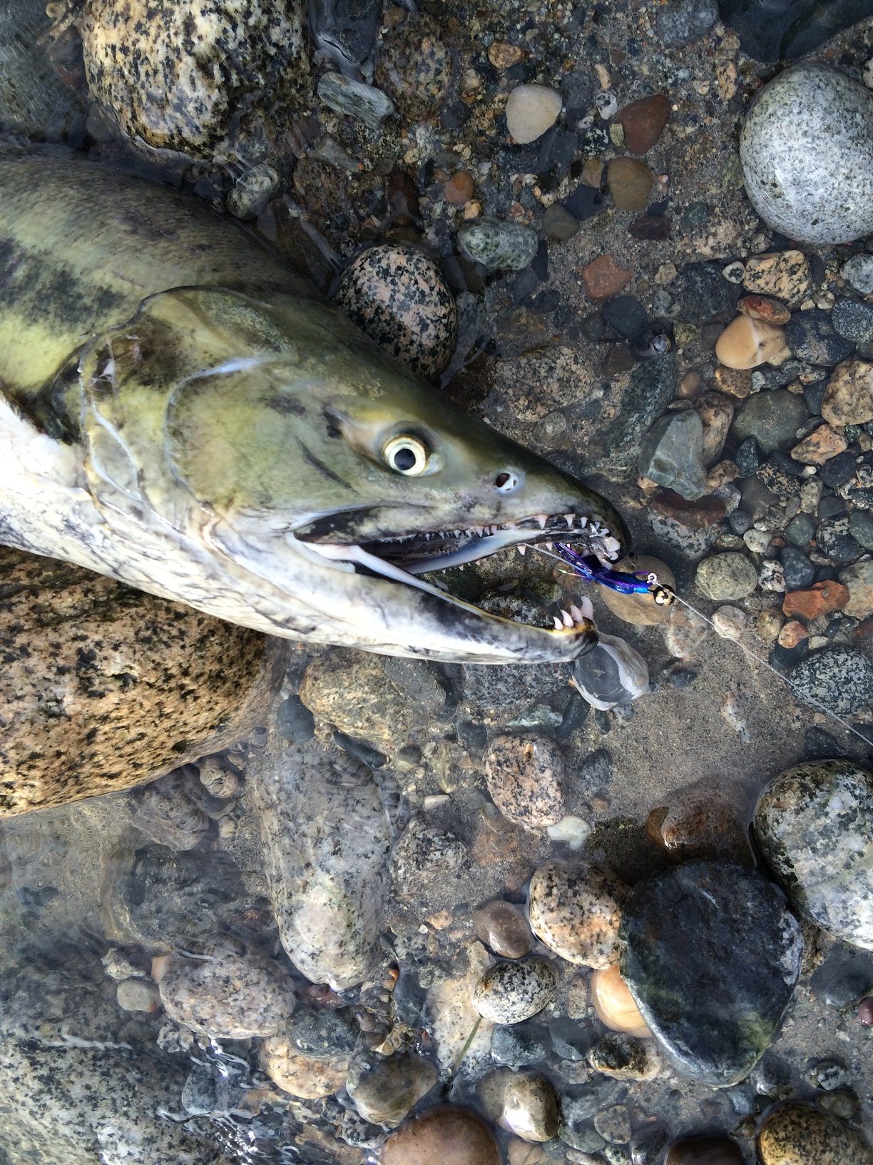 Stave River - Male Chum (jig in mouth) Chum Buck Mouth