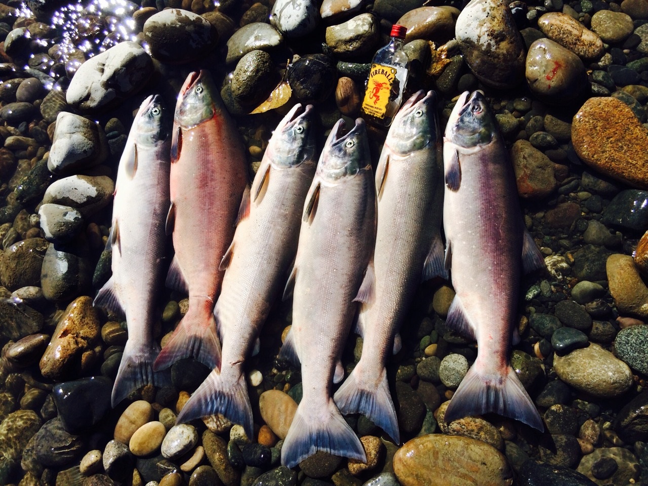 Fraser River - Sockeye Salmon - 2014