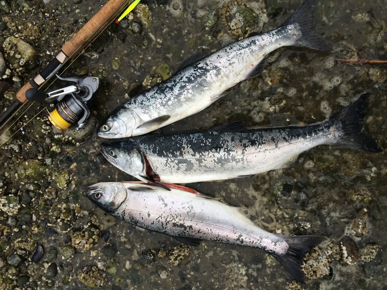 Beach Fishing Coho & Pink Salmon