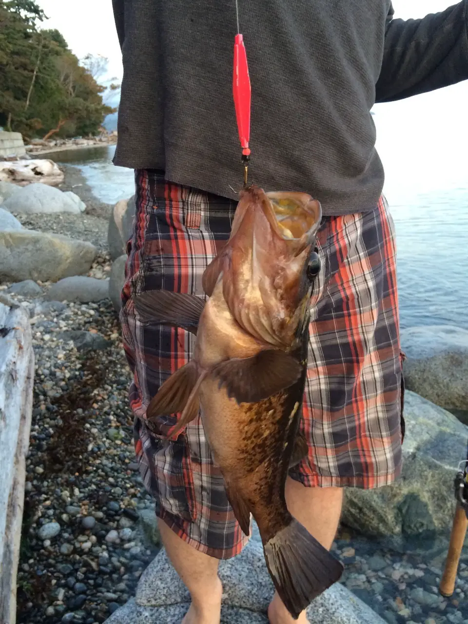 Red Rockfish from Beach