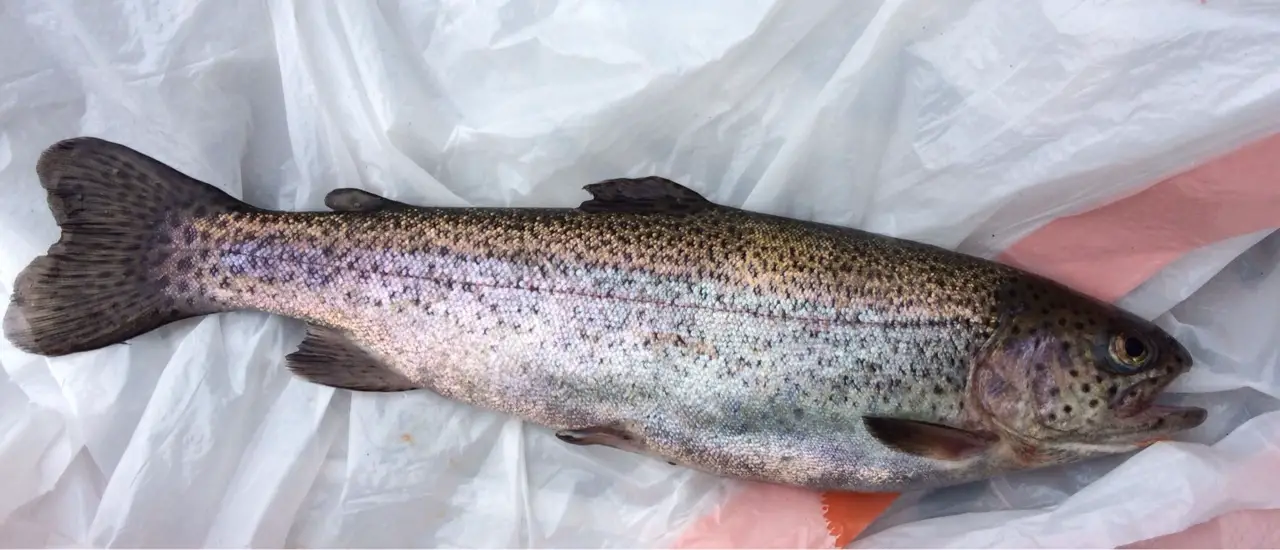 Rice Lake Stocked Rainbow Trout