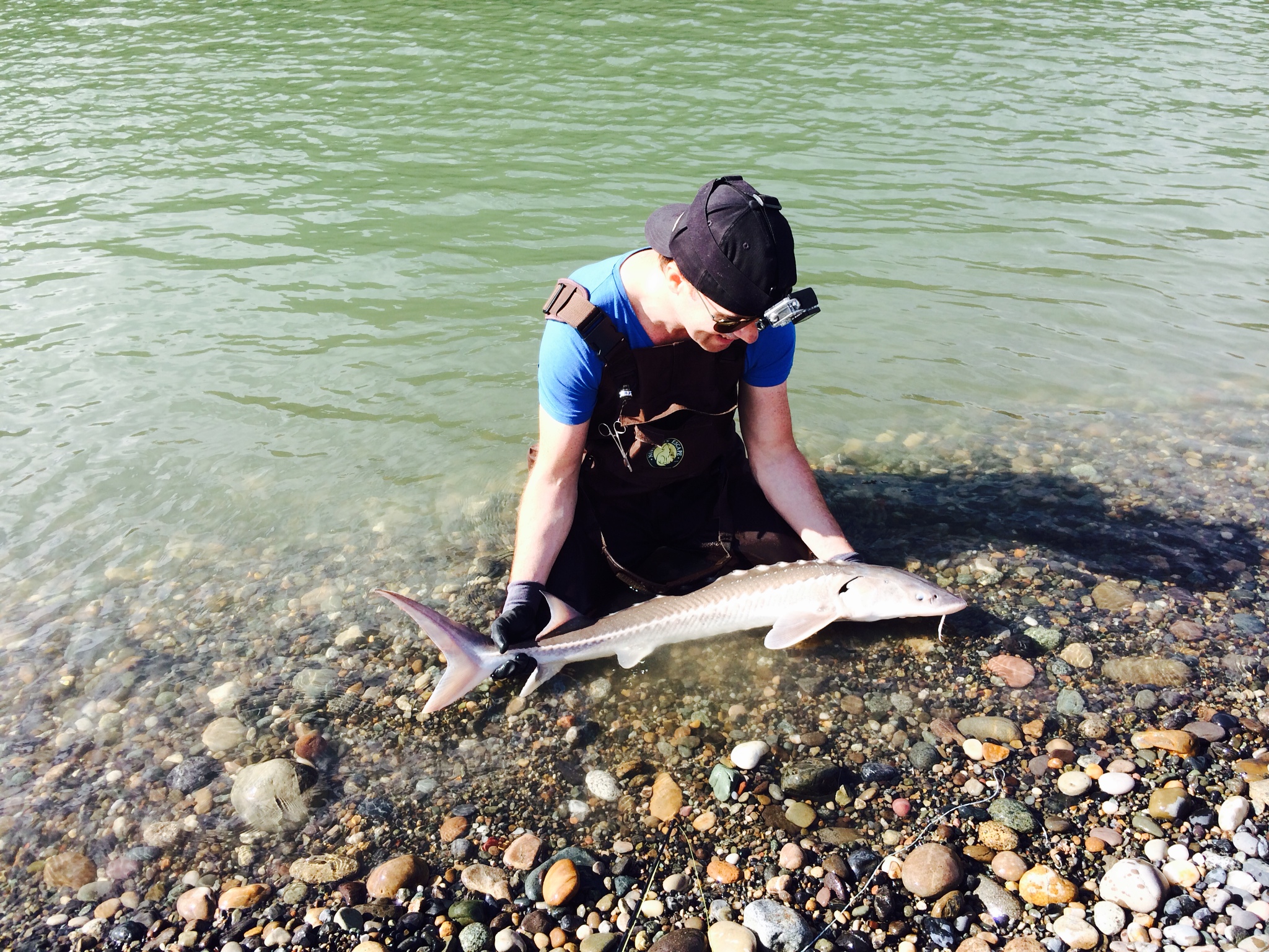 Sturgeon - Fraser River (1st Sturgeon)