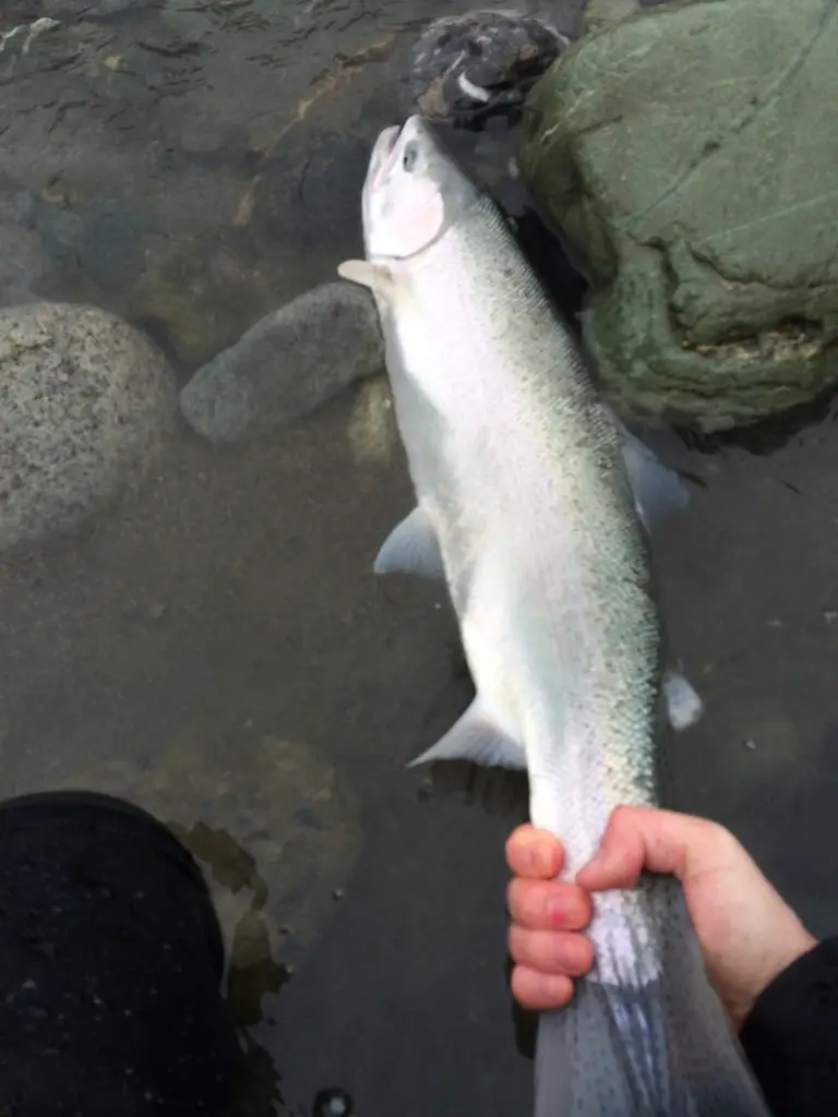 Wild Winter Steelhead Buck on Chilliwack River