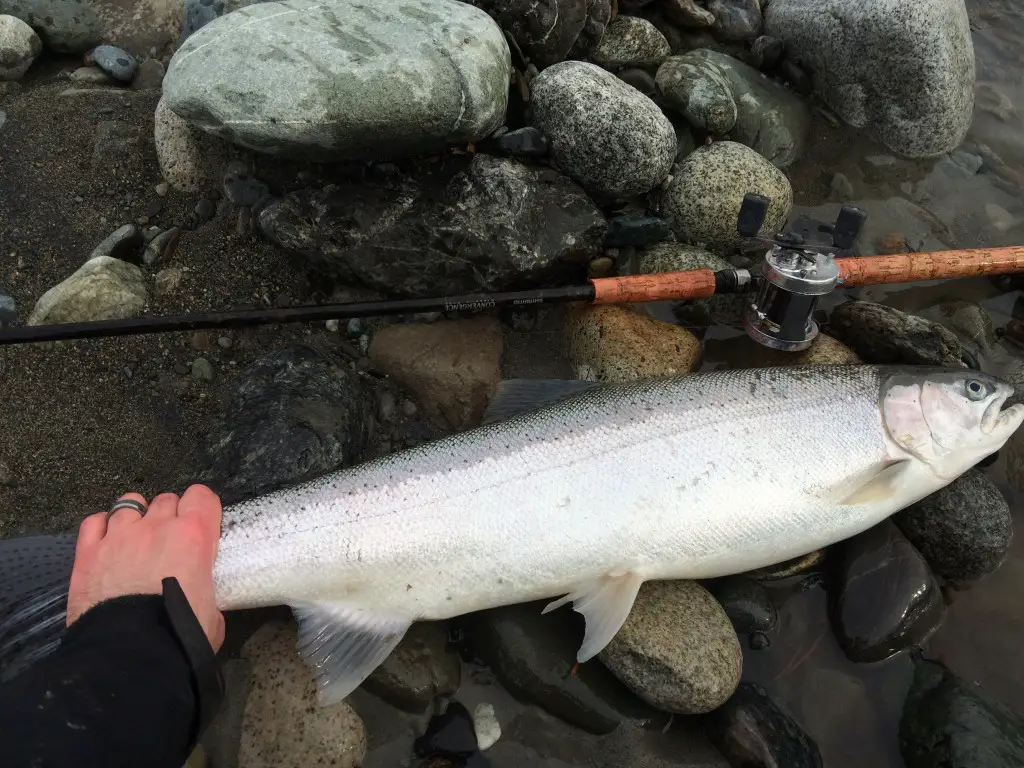 Hatchery Winter Steelhead Doe