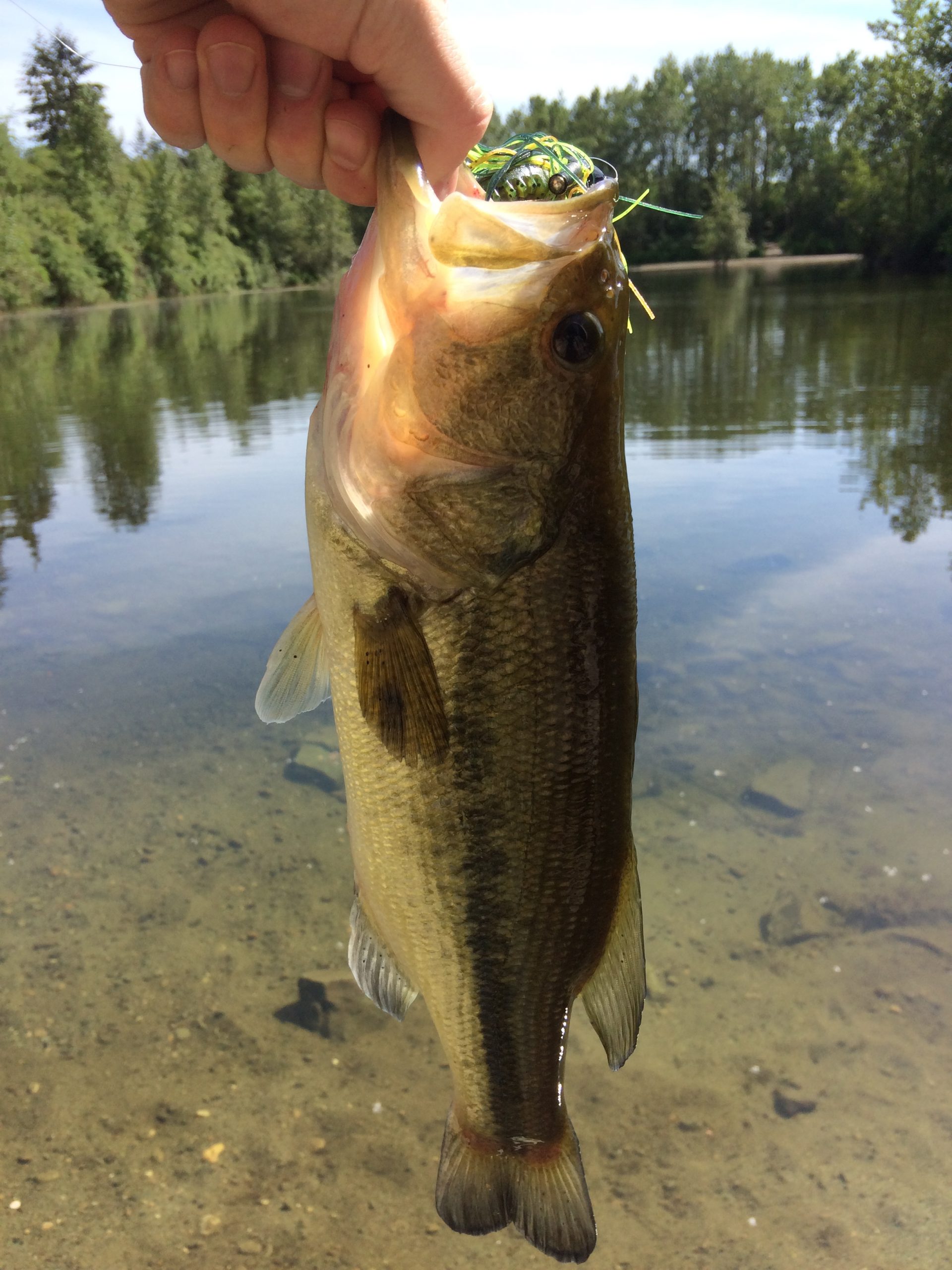 Lower mainland vancouver largemouth bass