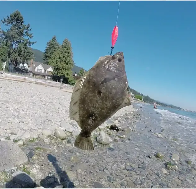English Sole (Flatfish / Flounder) - Beach fishing in West Vancouver - BC  Fishing Journal