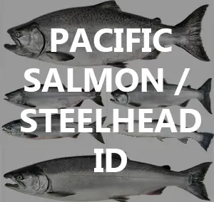 Pacific Salmon / Steelhead Identification and Lifecycle