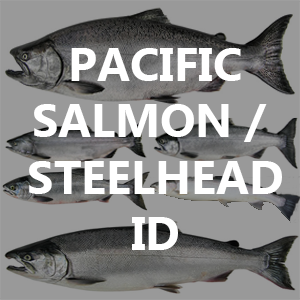 Pacific Salmon / Steelhead Identification and Lifecycle