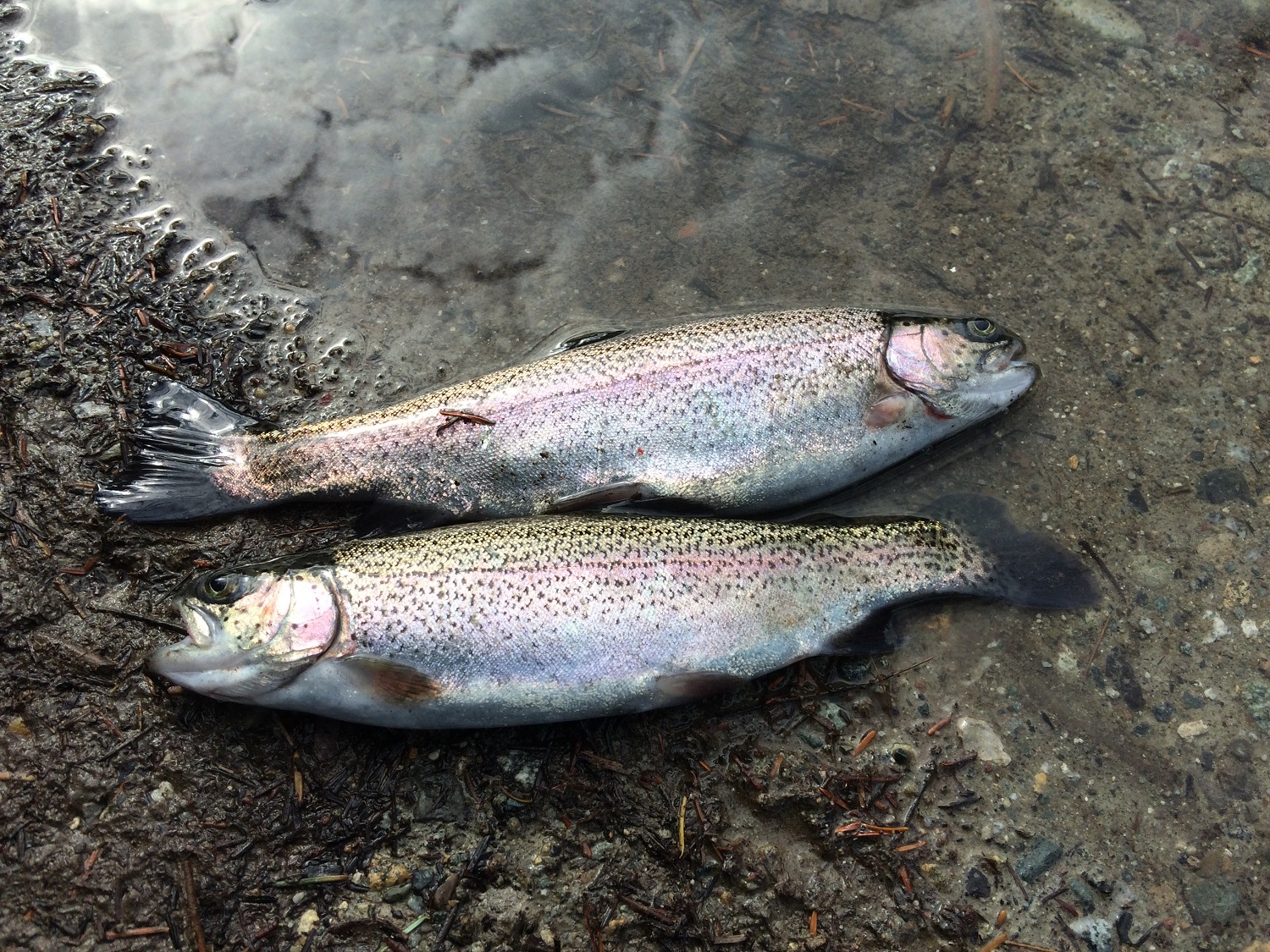 Teach kids how to fish! Rice Lake, Rainbow Trout - BC Fishing Journal