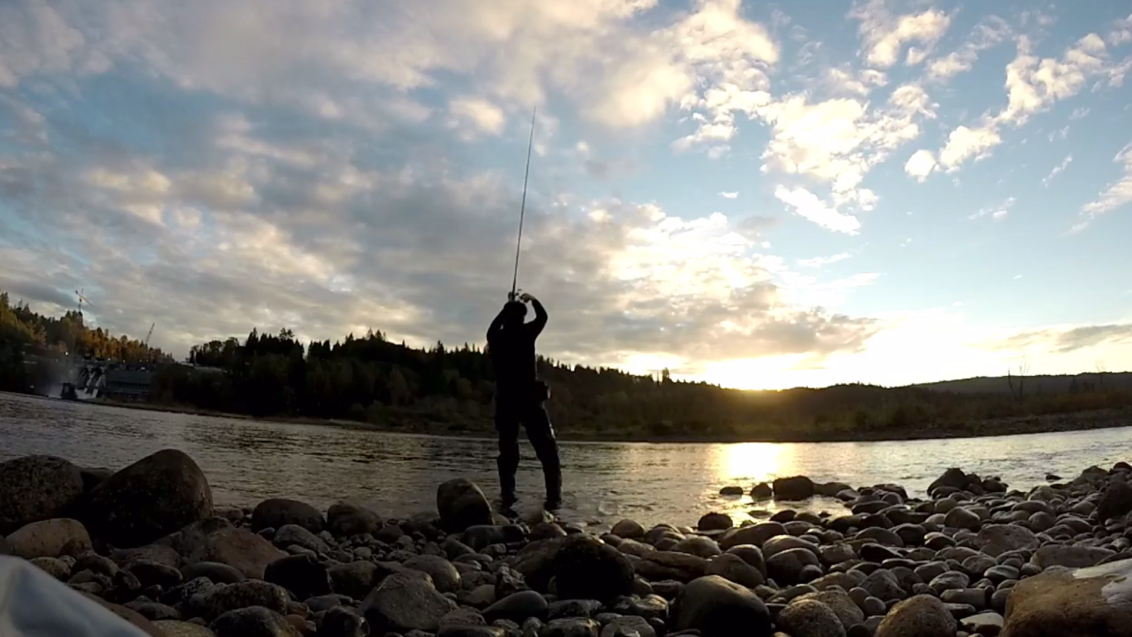 Fall Chum Salmon are here!