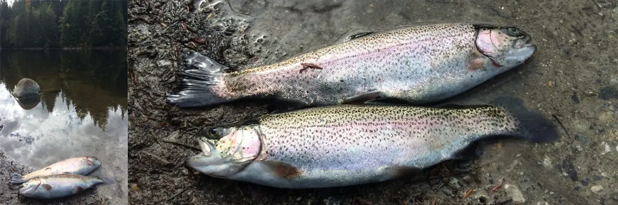 Teach kids how to fish! Rice Lake, Rainbow Trout