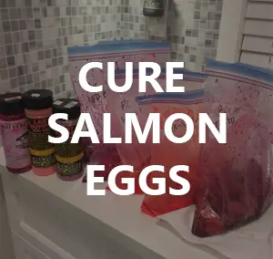 How to Cure Salmon Eggs