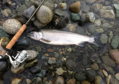 Coho Salmon and spinning reel on the Vedder River