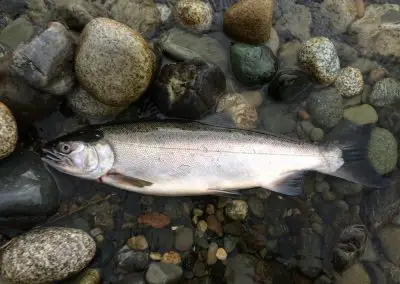 Coho Salmon Buck on Vedder River