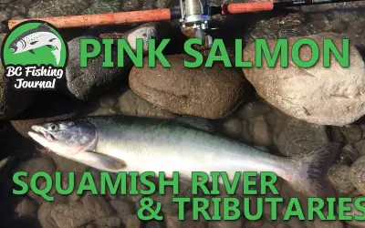 Pink Salmon Squamish River and Tributaries