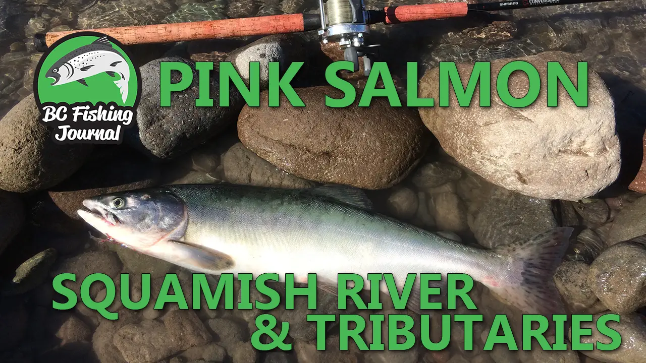 Pink Salmon buck on the Squamish River