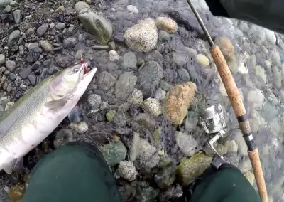 Pink Salmon caught on a pink Gibbs Croc Spoon