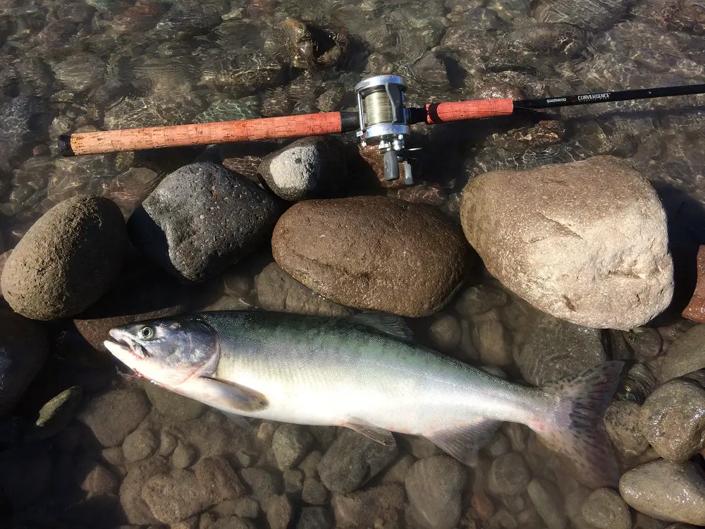 Pink Salmon Squamish River and Tributaries - BC Fishing Journal