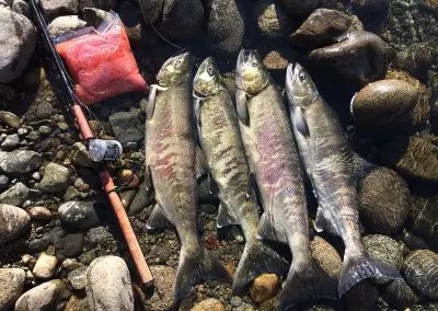 4 Chum Salmon Does and bag full of roe
