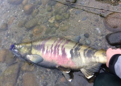 Jig in Chum Salmon mouth