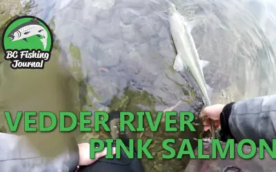 Vedder River Salmon Fishing in late September