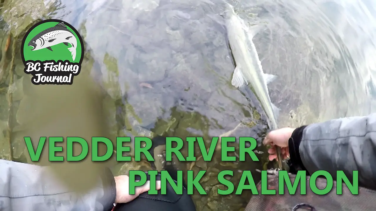 Pink Salmon fishing on the Vedder River