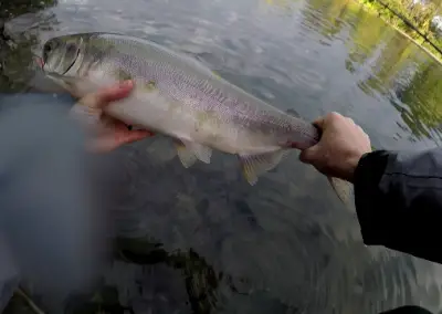 Pink Salmon doe being released