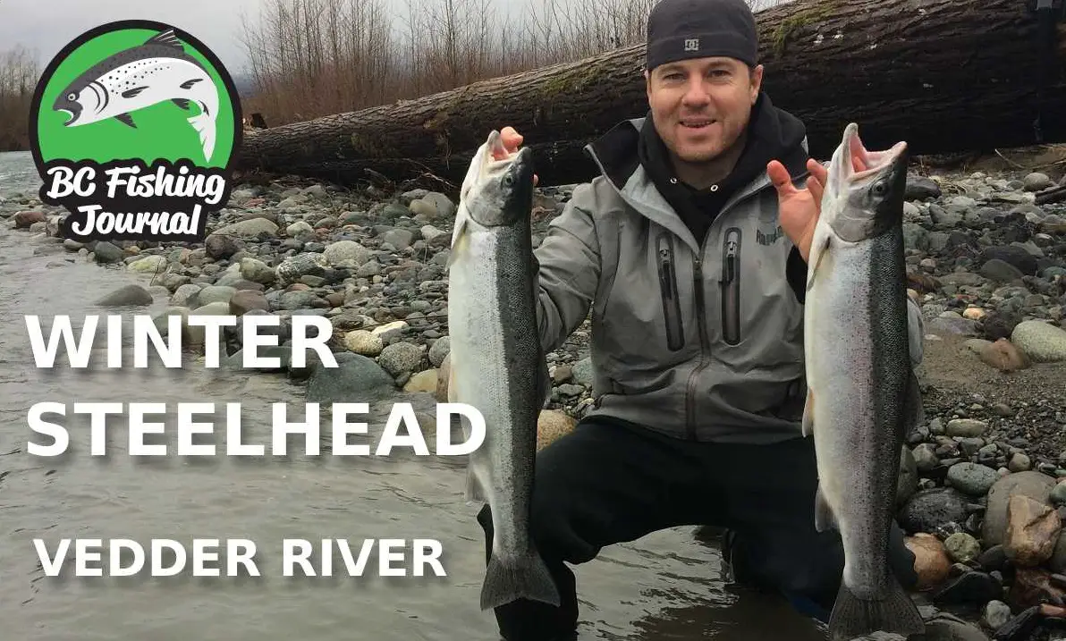 Two Winter Steelhead on the Vedder River