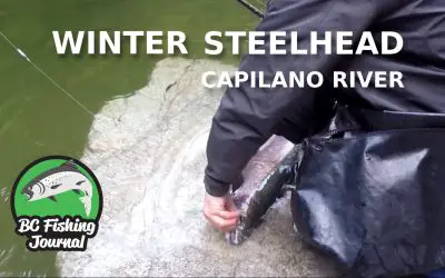 Capilano River Winter Steelhead