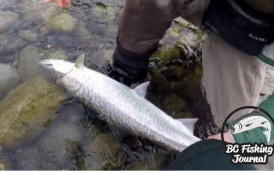 Bead Fishing for Winter Steelhead in Low Clear Water