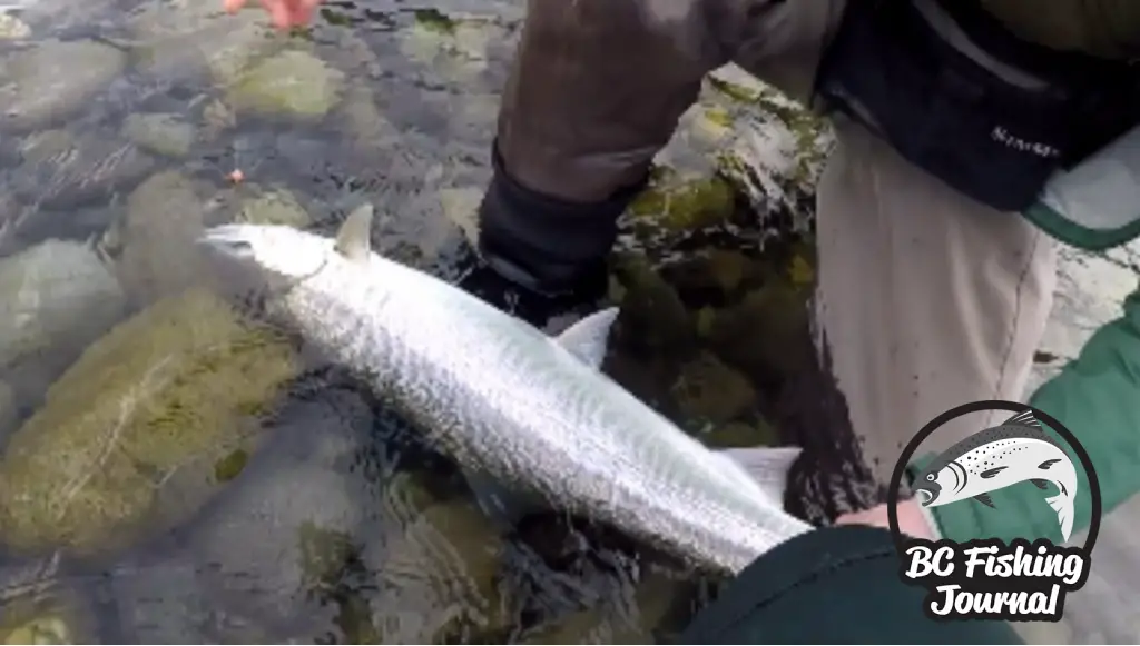 HOW TO Setup A Double Bead Rig For Winter Steelhead Fishing, Trout AND  Salmon 