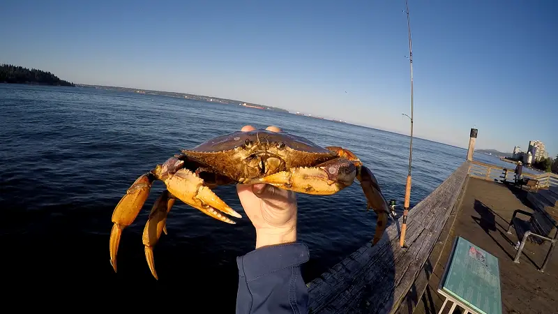 How to Fish for Flounder, Bottom Fish and Crab - BC Fishing Journal