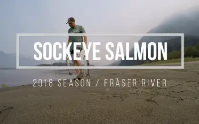 Fishing Sockeye Salmon in the Fraser River