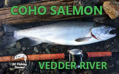 Fishing for Early Fall Vedder River Coho Salmon