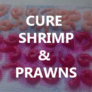 Easy Shrimp Cure for Steelhead and Salmon