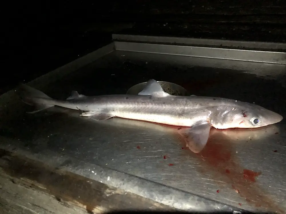 Pier Fishing for Dogfish Sharks - BC Fishing Journal