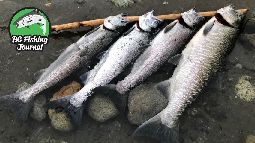 Epic Salmon Fishing Season, Setups & Videos - BC Fishing Journal
