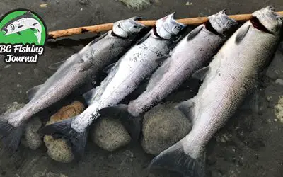 Epic Salmon Fishing Season, Setups & Videos