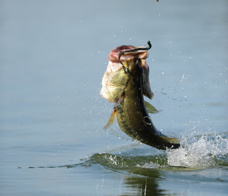 Bass Seasonal Feeding Times, Best Lures & Rigs - BC Fishing Journal