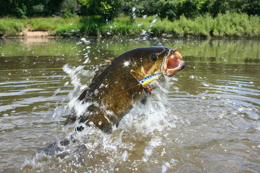 Smallmouth Bass Jump