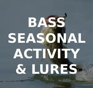 Bass Seasonal Feeding Times, Best Lures & Rigs