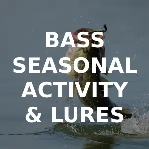 Bass Seasonal Feeding Times, Best Lures & Rigs