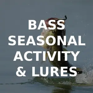 bass seasonal feeding and best lures