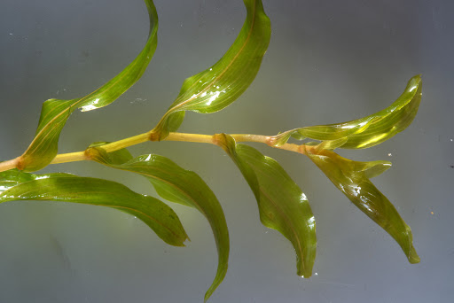 Clasping-Leaf Pondweed Clasping-Leaf Pondweed