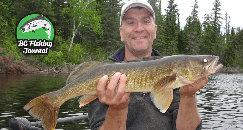 Techniques and How to Catch Walleye - Kawartha Lakes Walleye Fishing - BC  Fishing Journal