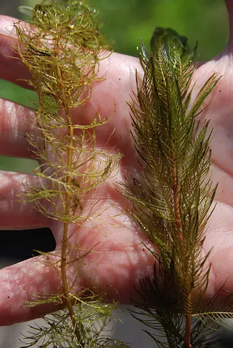 Native Northern Milfoil(left) & Invasive Eurasian Milfoil(right)